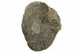 Nodosaur (Panoplosaurus) Ungual - Montana #153682-1